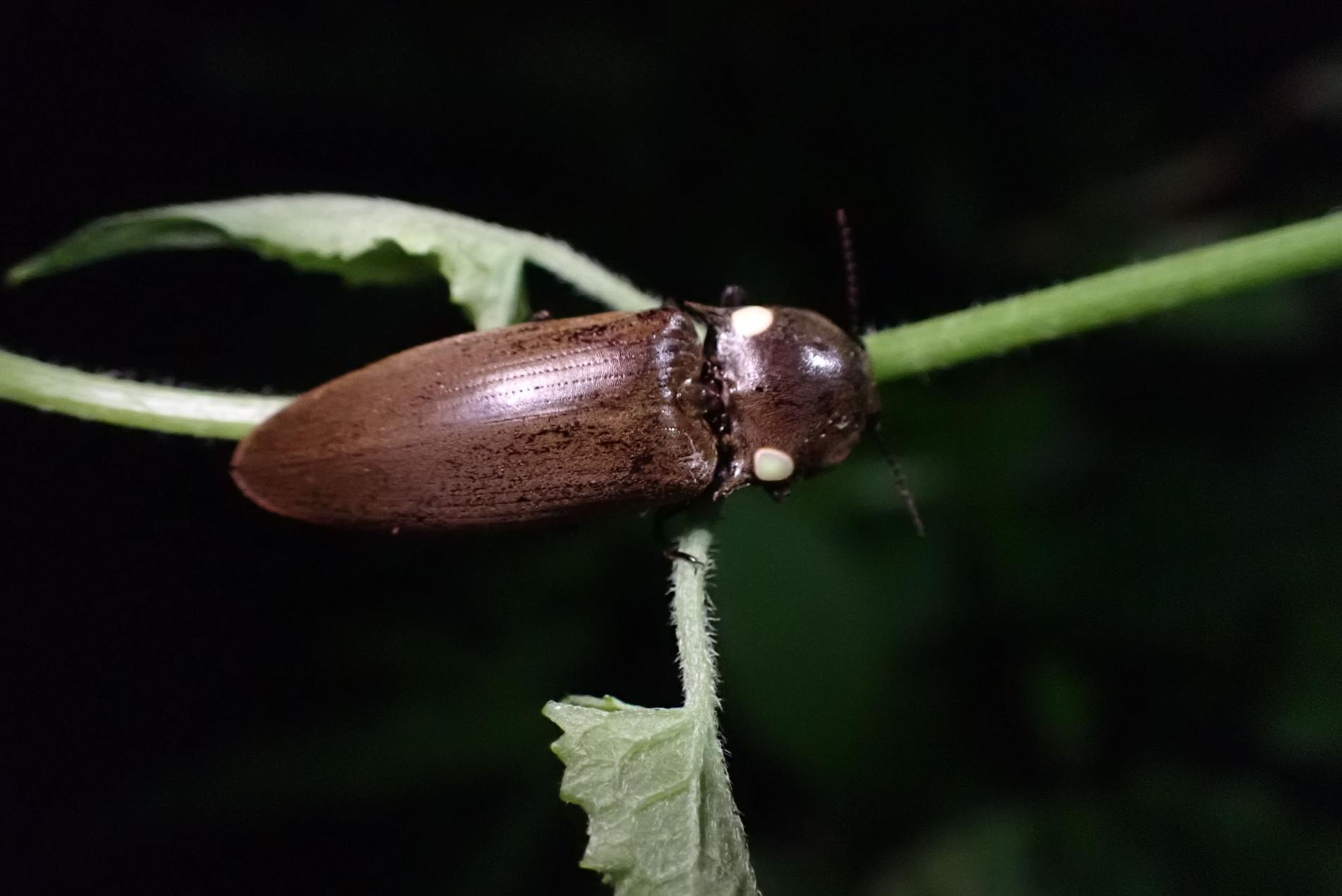 *Pyrophorus phosphorescens*, l'une des espèces de Taupins de Guadeloupe © Aline M. - An ba loup-la 