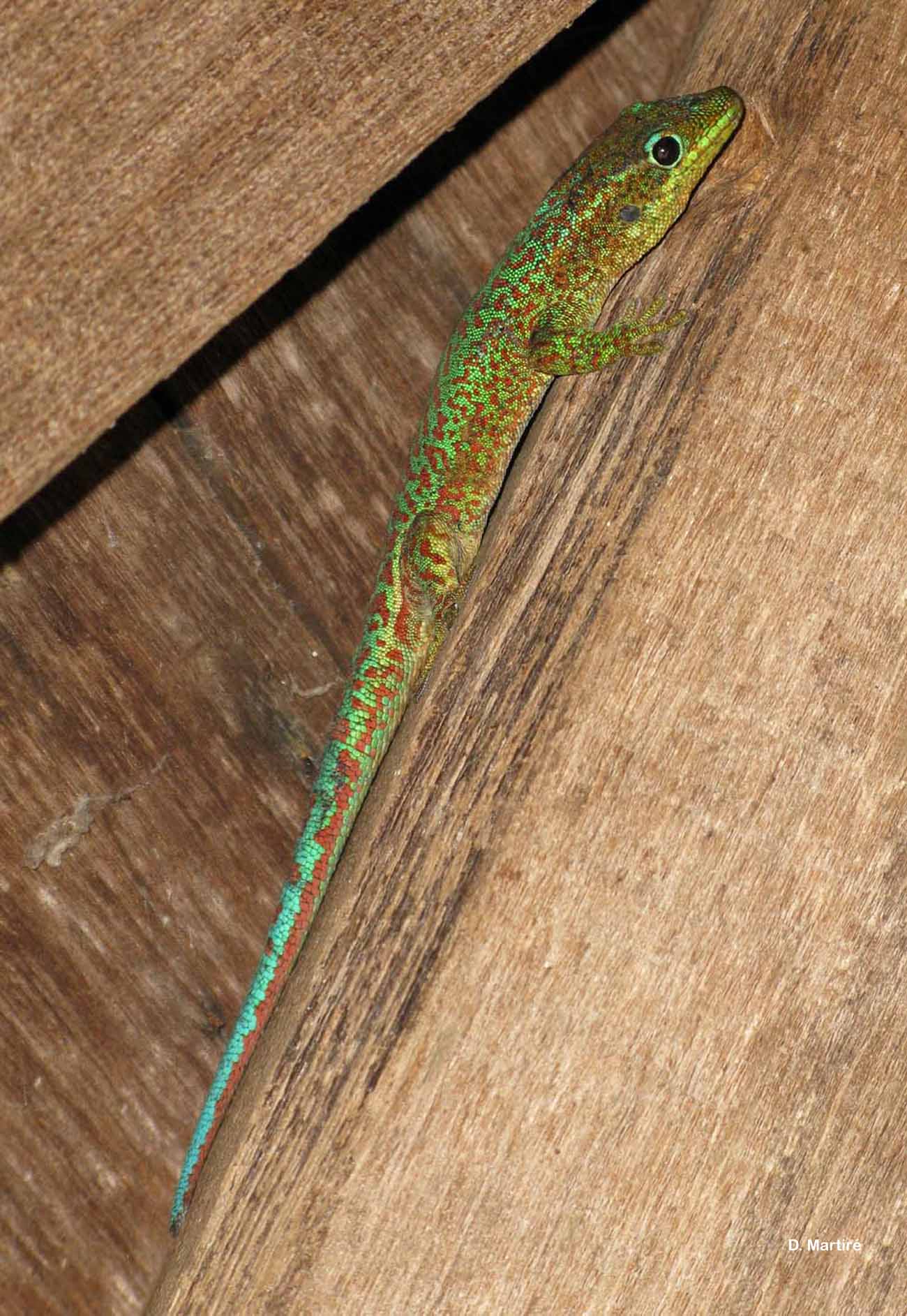 Gecko vert des Hauts (*Phelsuma borbonica*), La Réunion © D. Martiré - INPN