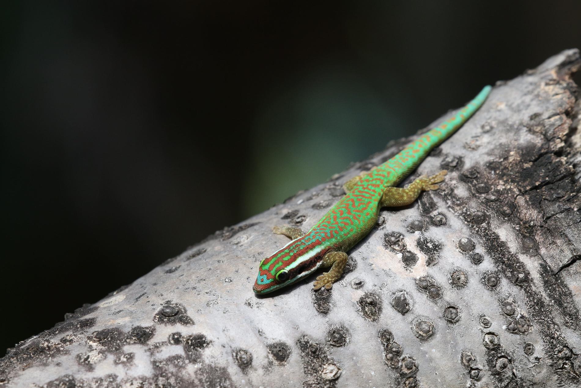 Gecko vert de Manapany (*Phelsuma inexpectata*), La Réunion © Nature Océan Indien
