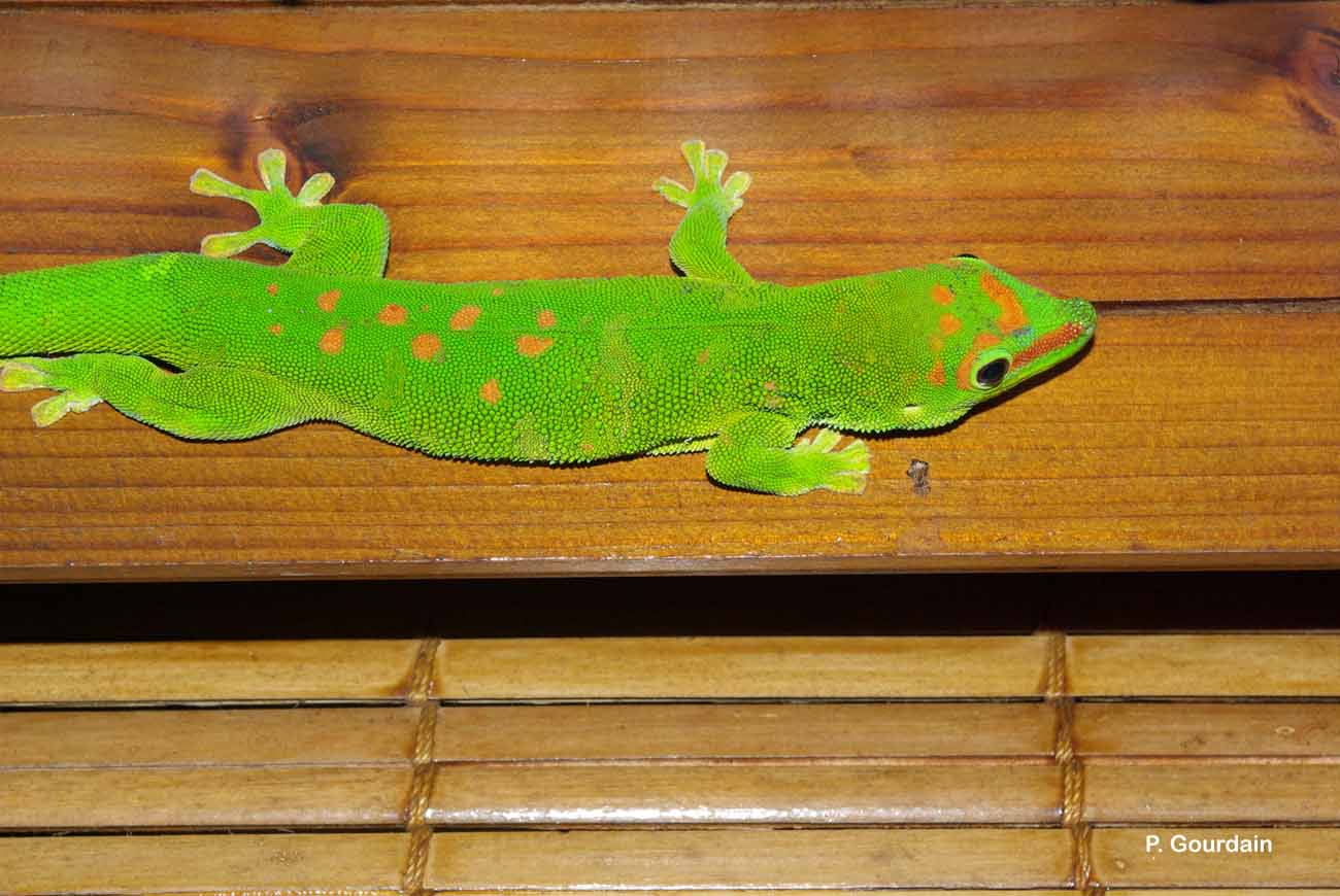 Gecko vert de Madagascar (*Phelsuma grandis*), La Réunion © Philippe Gourdain - INPN