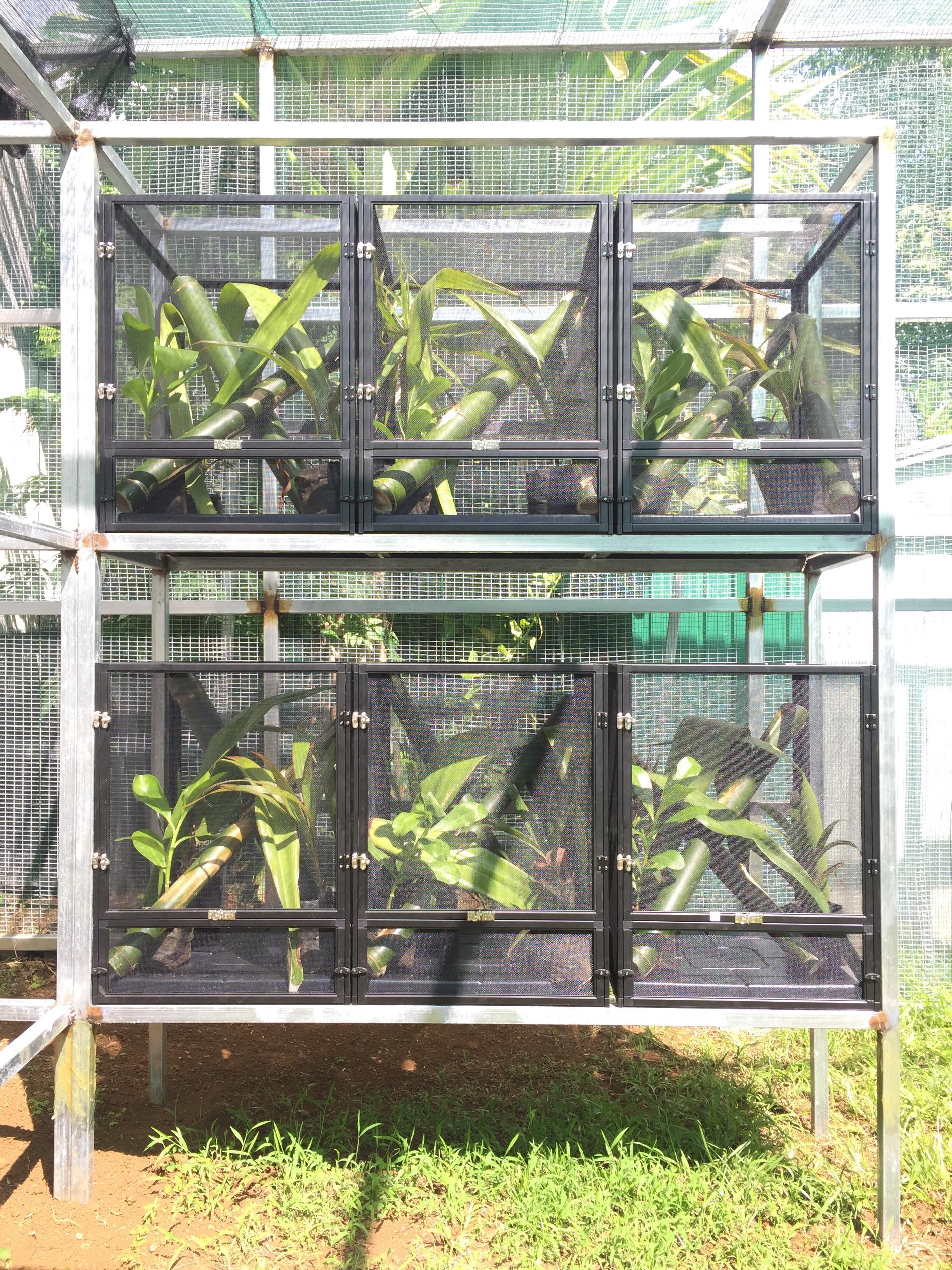 Terrariums d'élevage des jeunes geckos verts de Manapany © Nature Océan Indien