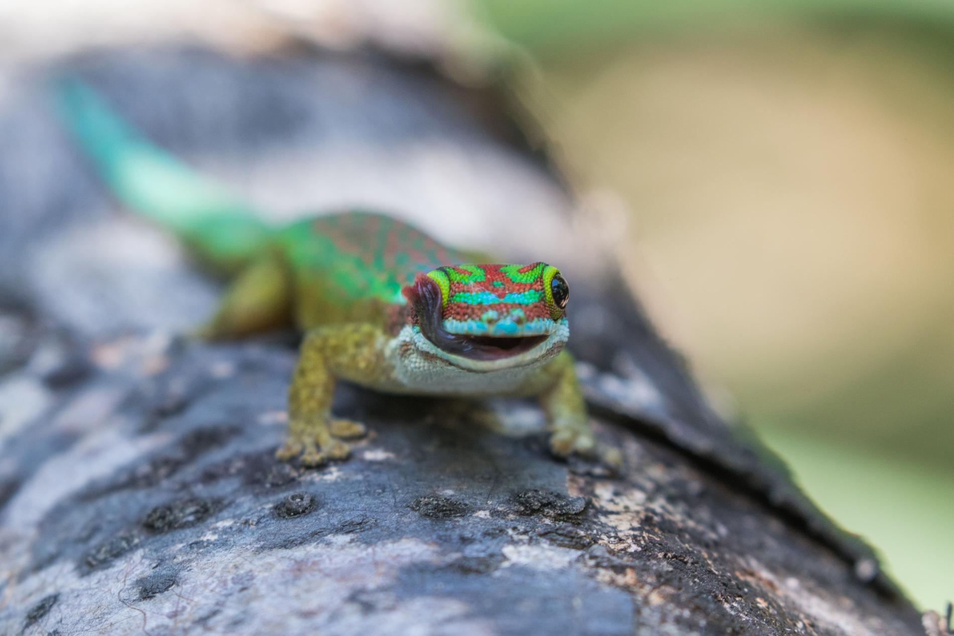 Gecko vert de Manapany (*Phelsuma inexpectata*), La Réunion © Nature Océan Indien