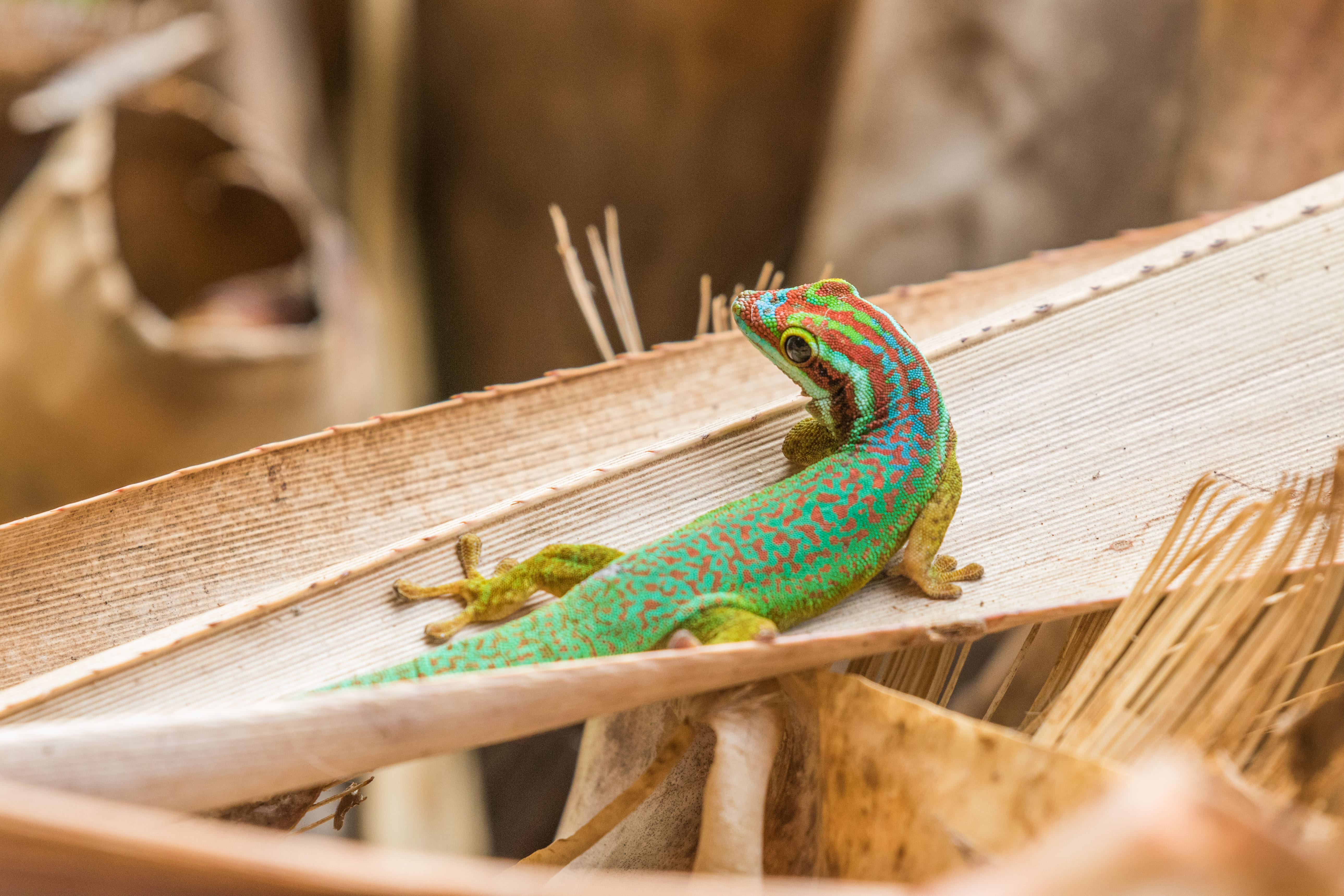 Le Gecko vert de Manapany (*Phelsuma inexpectata*) est endémique de La Réunion © Nature Océan Indien