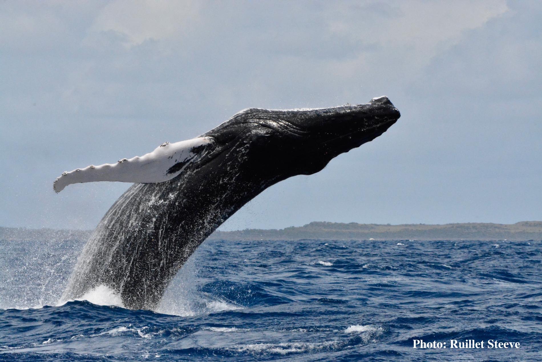 Baleine à bosse © Steeve Ruillet - RNN Saint-Martin