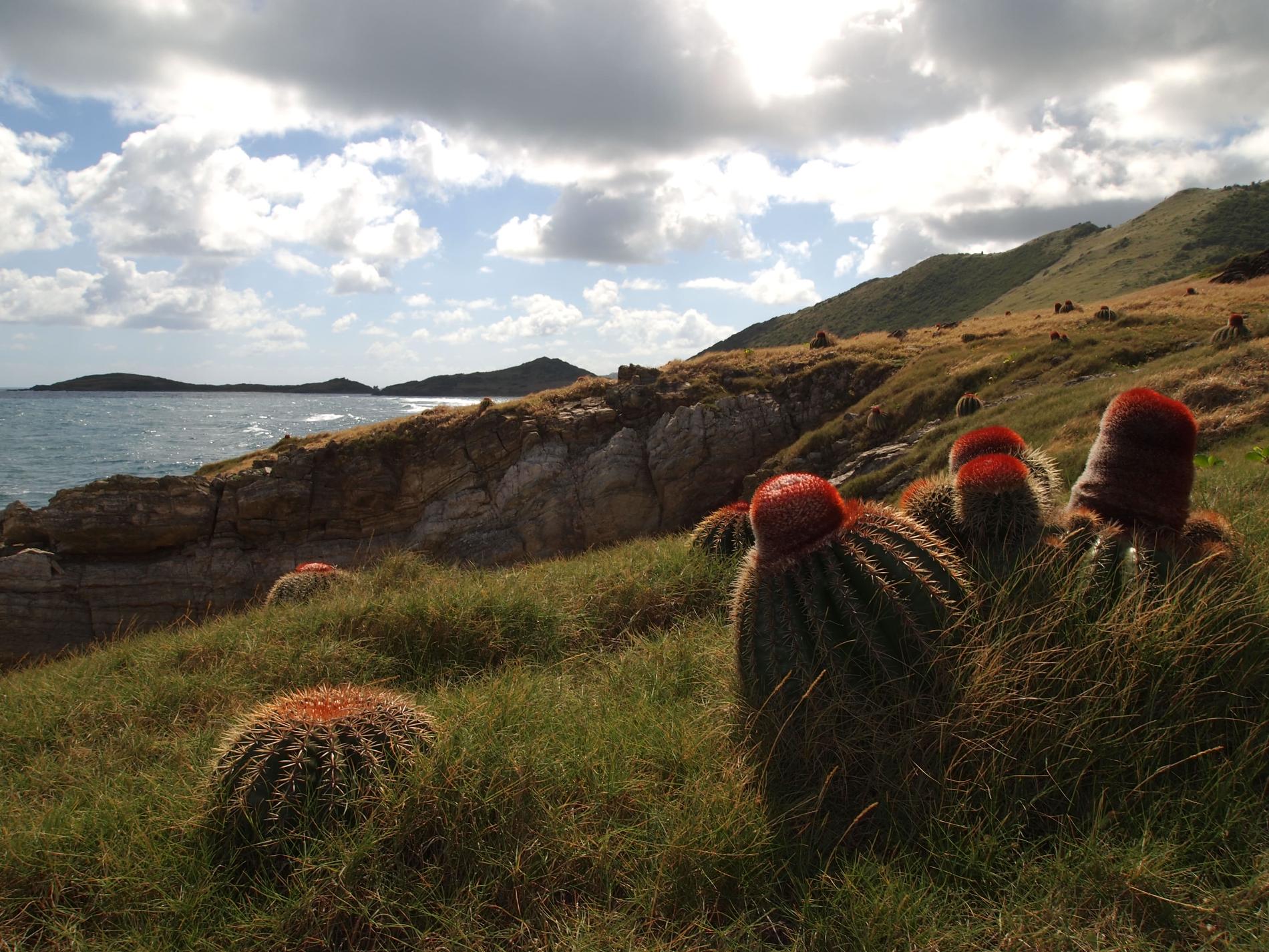 Cactus tête à l'anglais © Réserve naturelle nationale de Saint-Martin