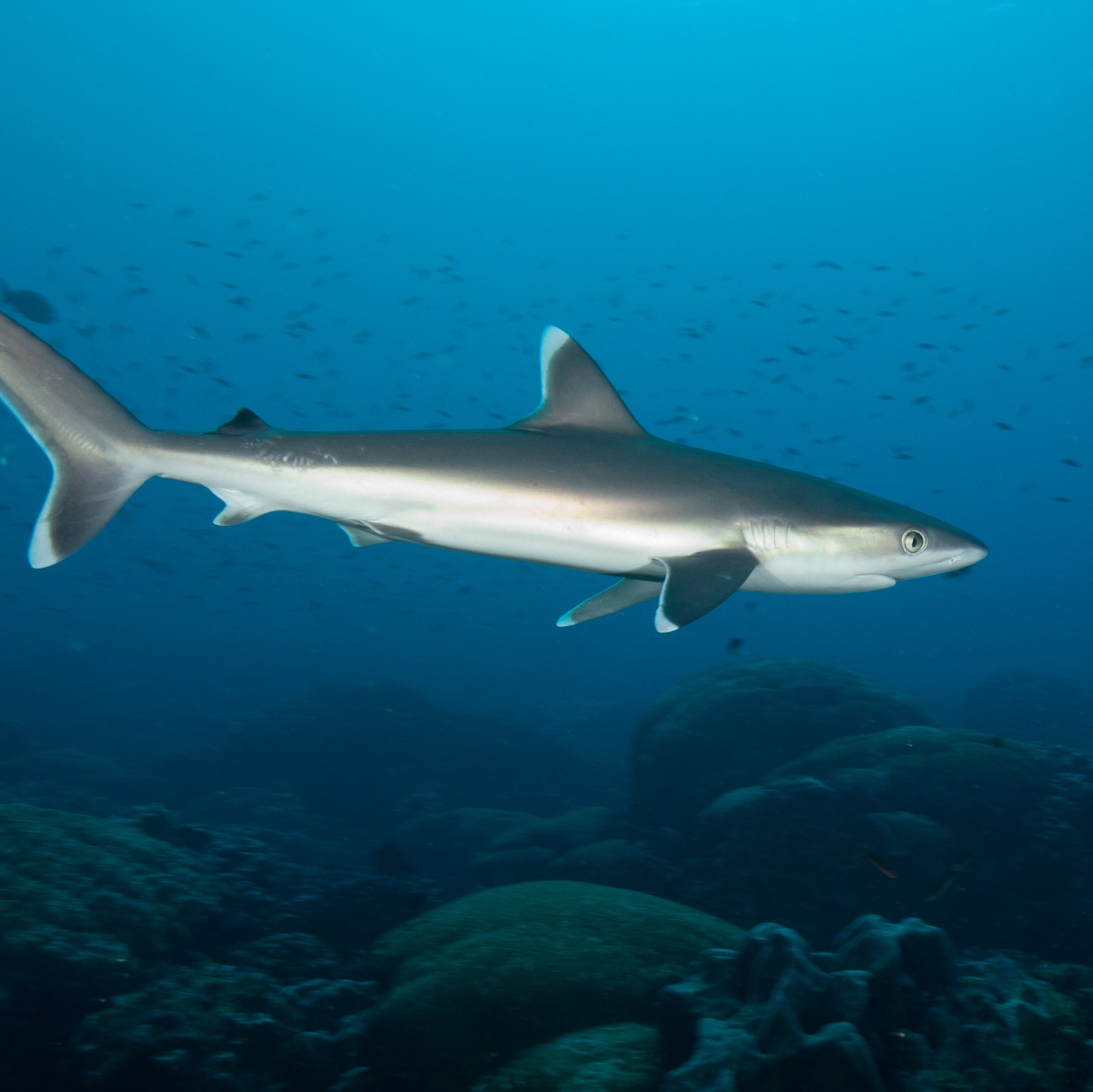 Requin à pointe blanche juvénile © Eric Clua - CRIOBE
