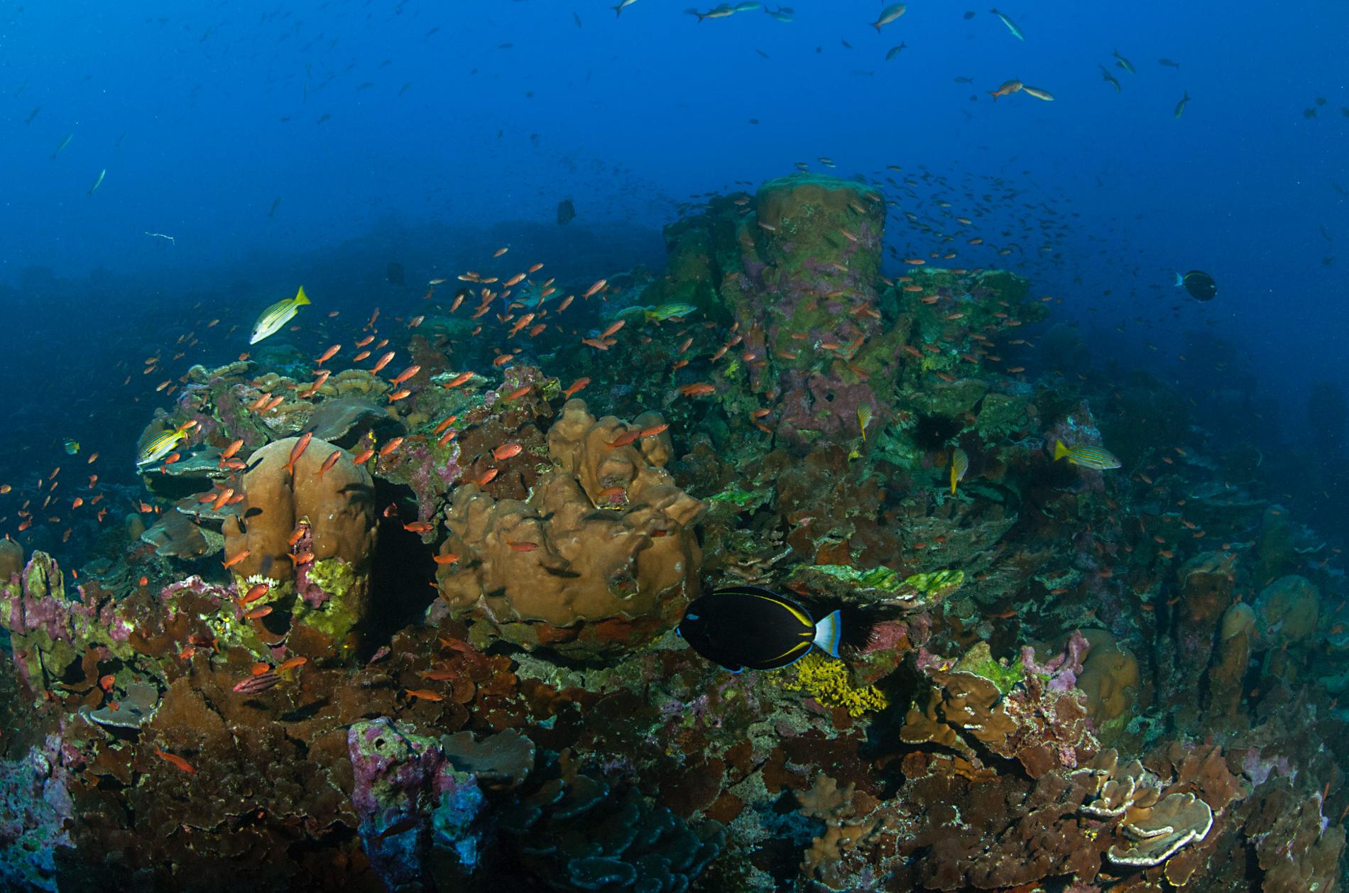 Récifs coralliens de Clipperton © Eric Clua - CRIOBE