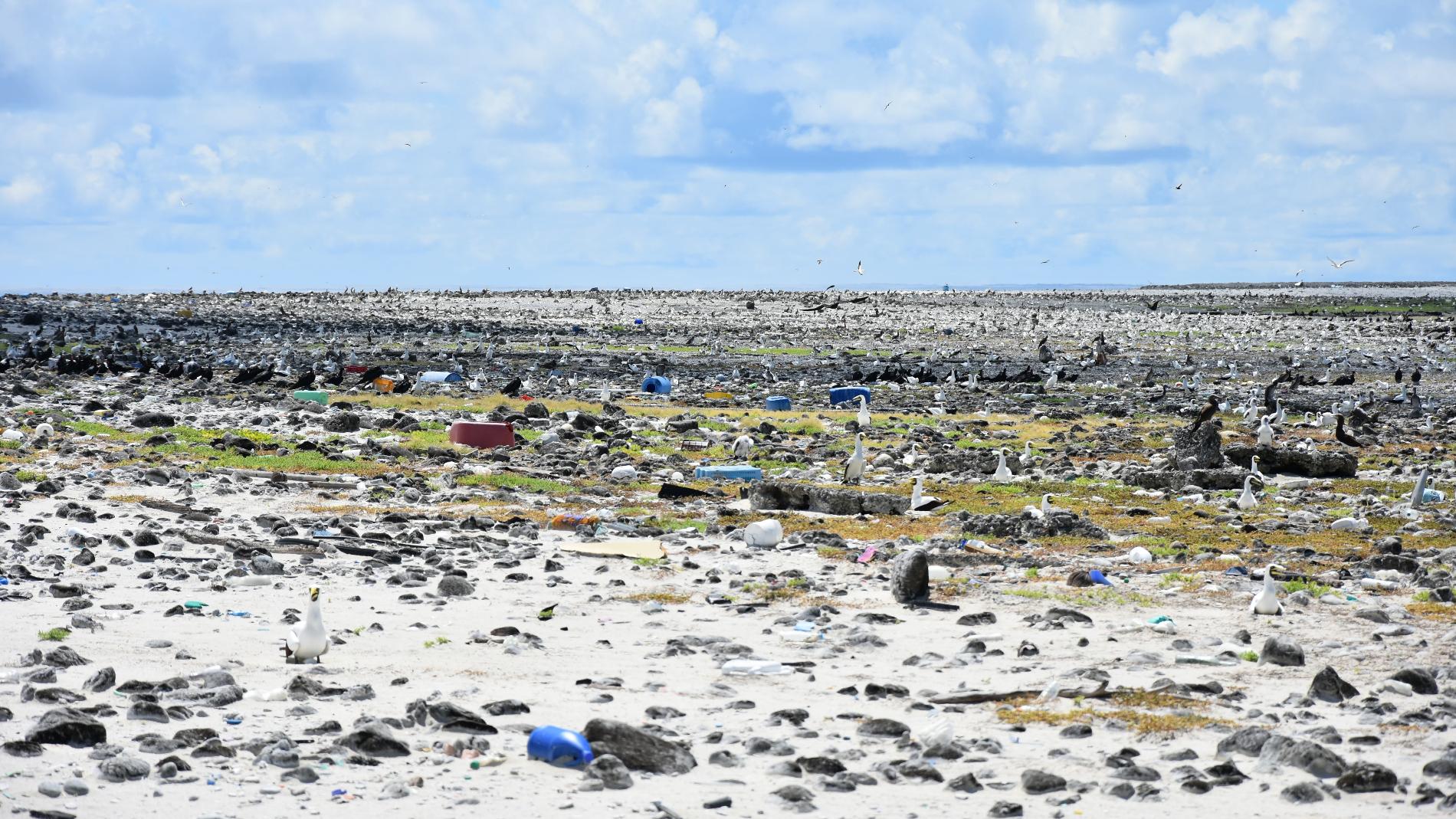 Plus de 40 tonnes de déchets venus de la mer parsèment les rivages de l'atoll © Tristan Berr - IRD Nouméa