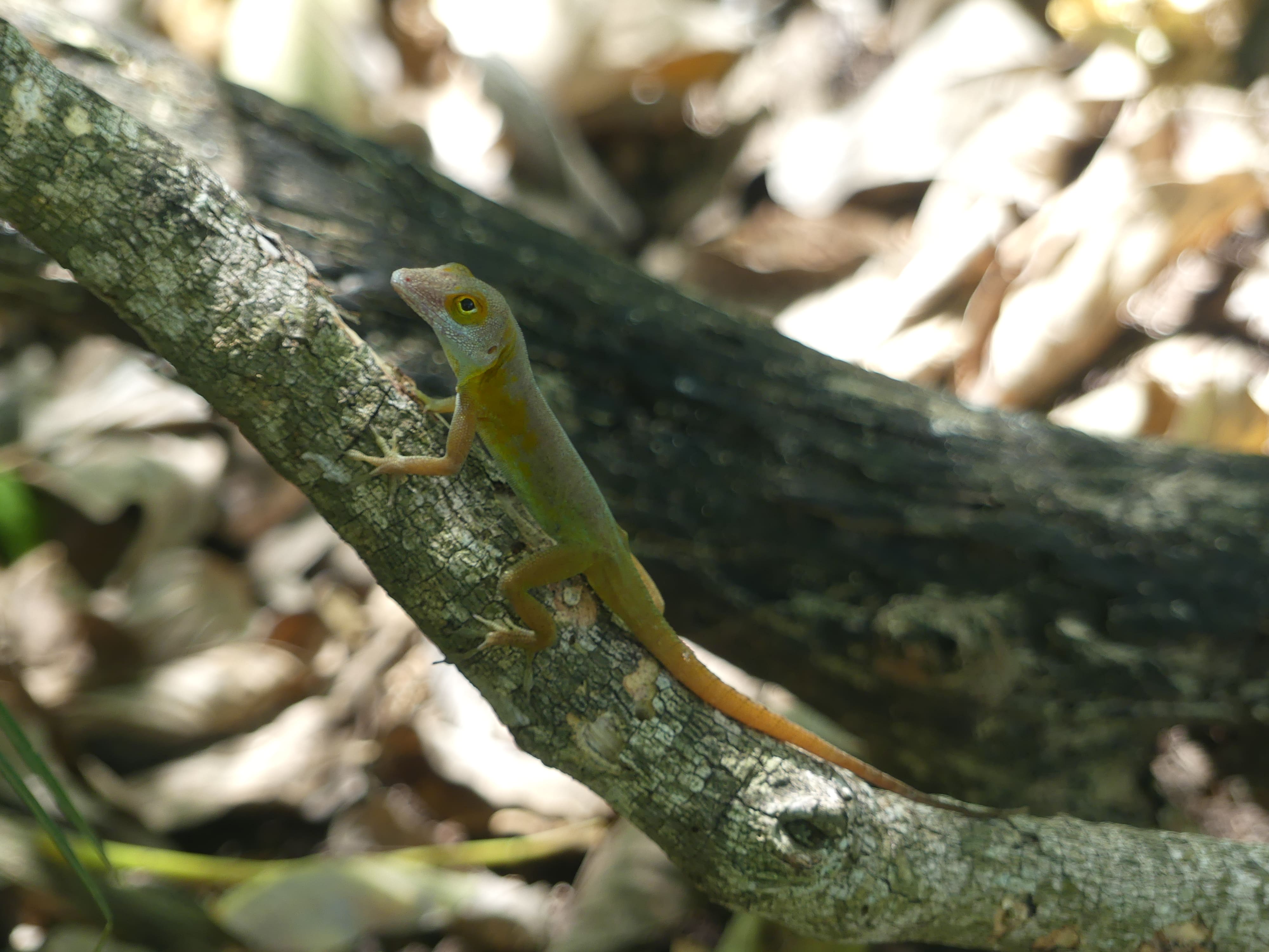 Anolis des Saintes (*Ctenonotus terraealtae*) © Alice Armand