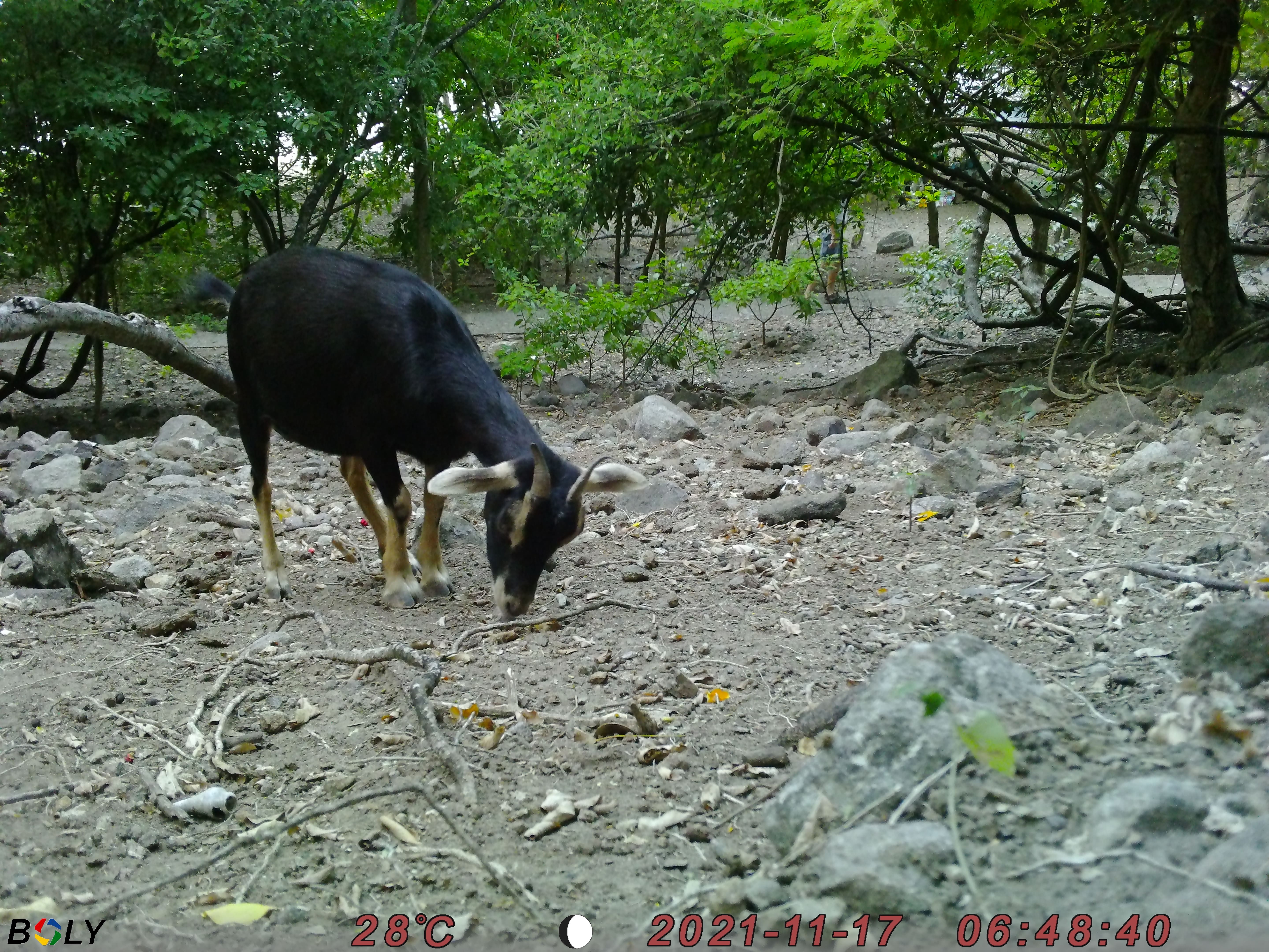 Chèvre photographiée à moins de 2.5 mètres du piège photographique © OFB