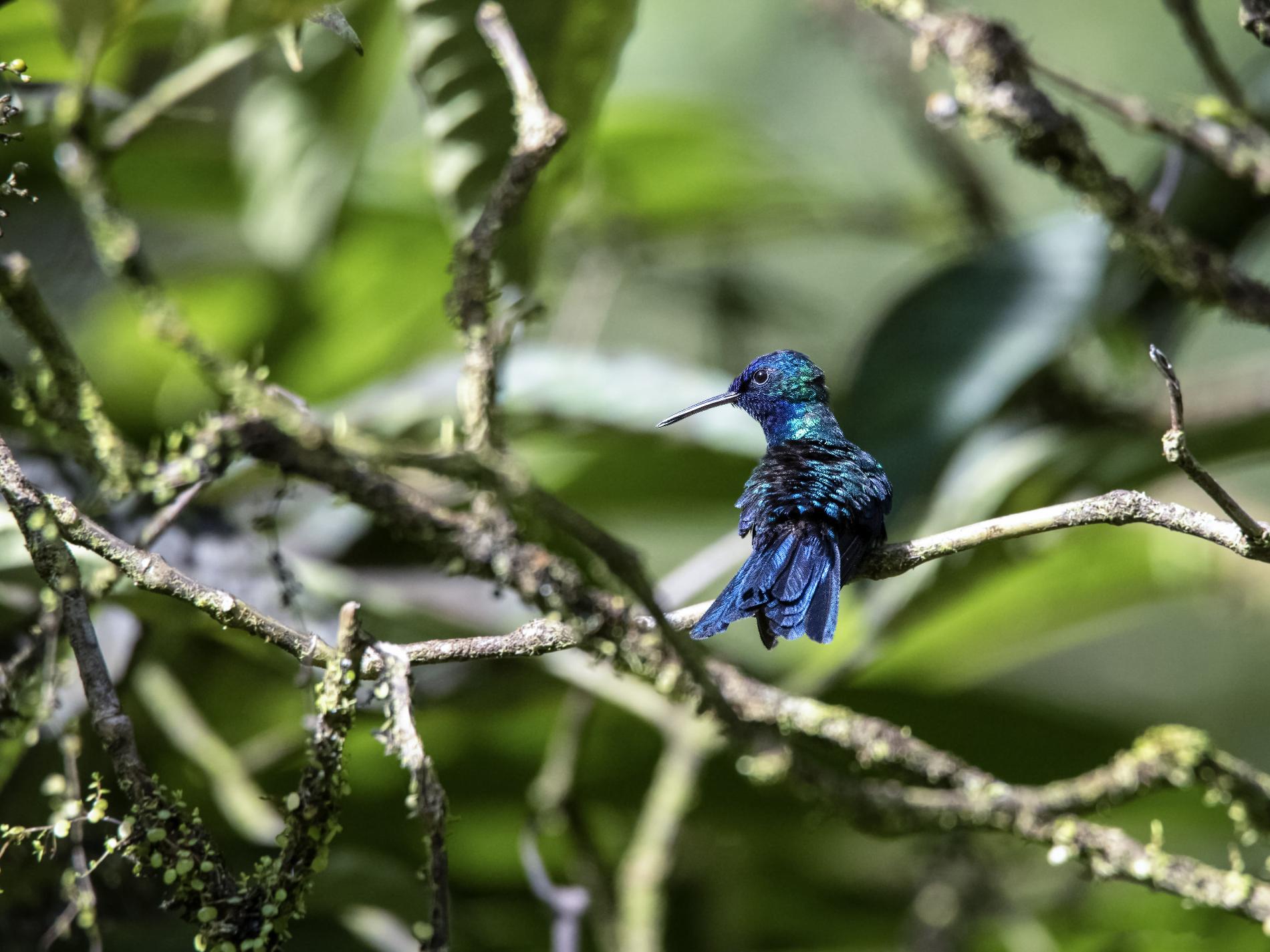 Colibri à tête bleue, Martinique © Fabien Lefebvre - Association ACWAA
