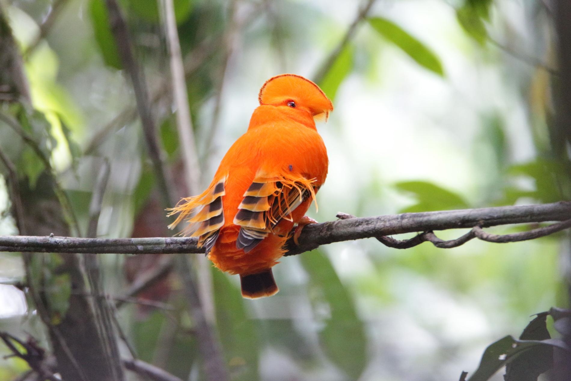 Coq-de-roche orange, Guyane © Raphael Gailhac - OFB