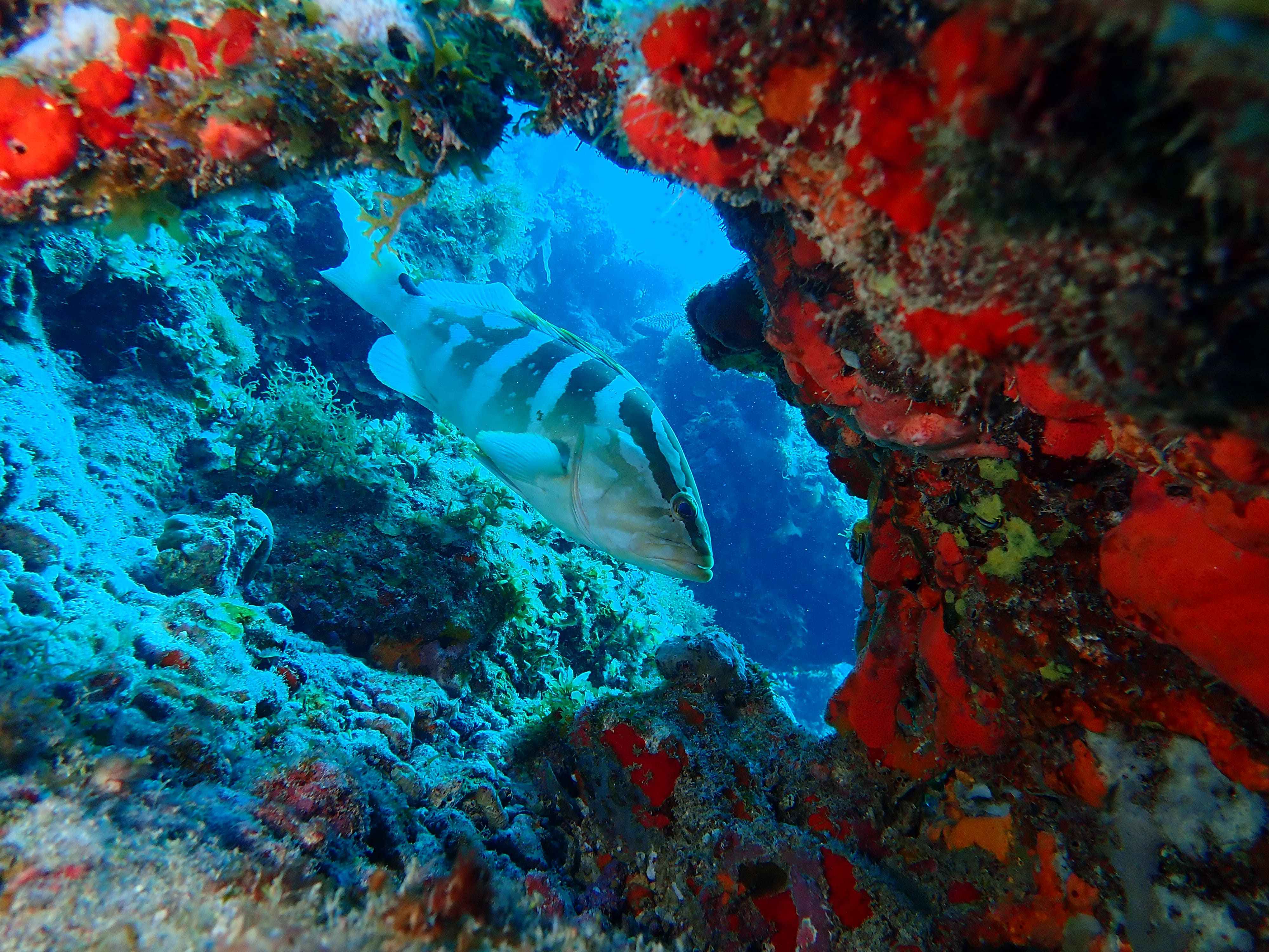 Mérou de Nassau (*Epinephelus striatus*) © RNN Saint-Martin