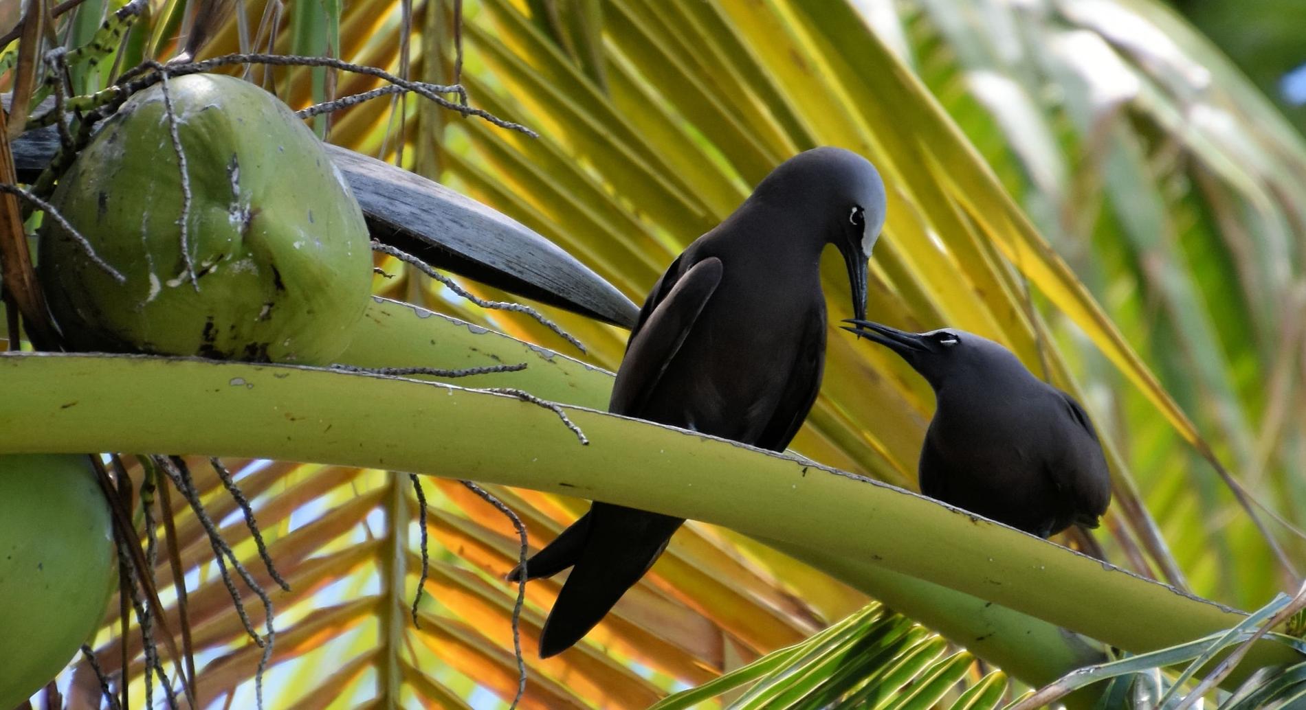Noddis noirs (*Anous minutus*), Wallis-et-Futuna © Tristan Berr