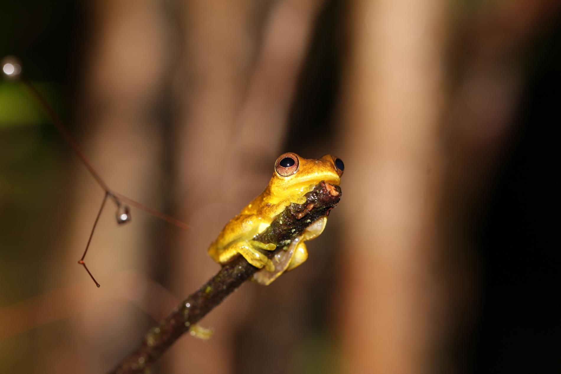  Rainette de Gaucher (*Dendropsophus gaucheri*), Guyane © Raphael Gailhac - Office français de la biodiversité