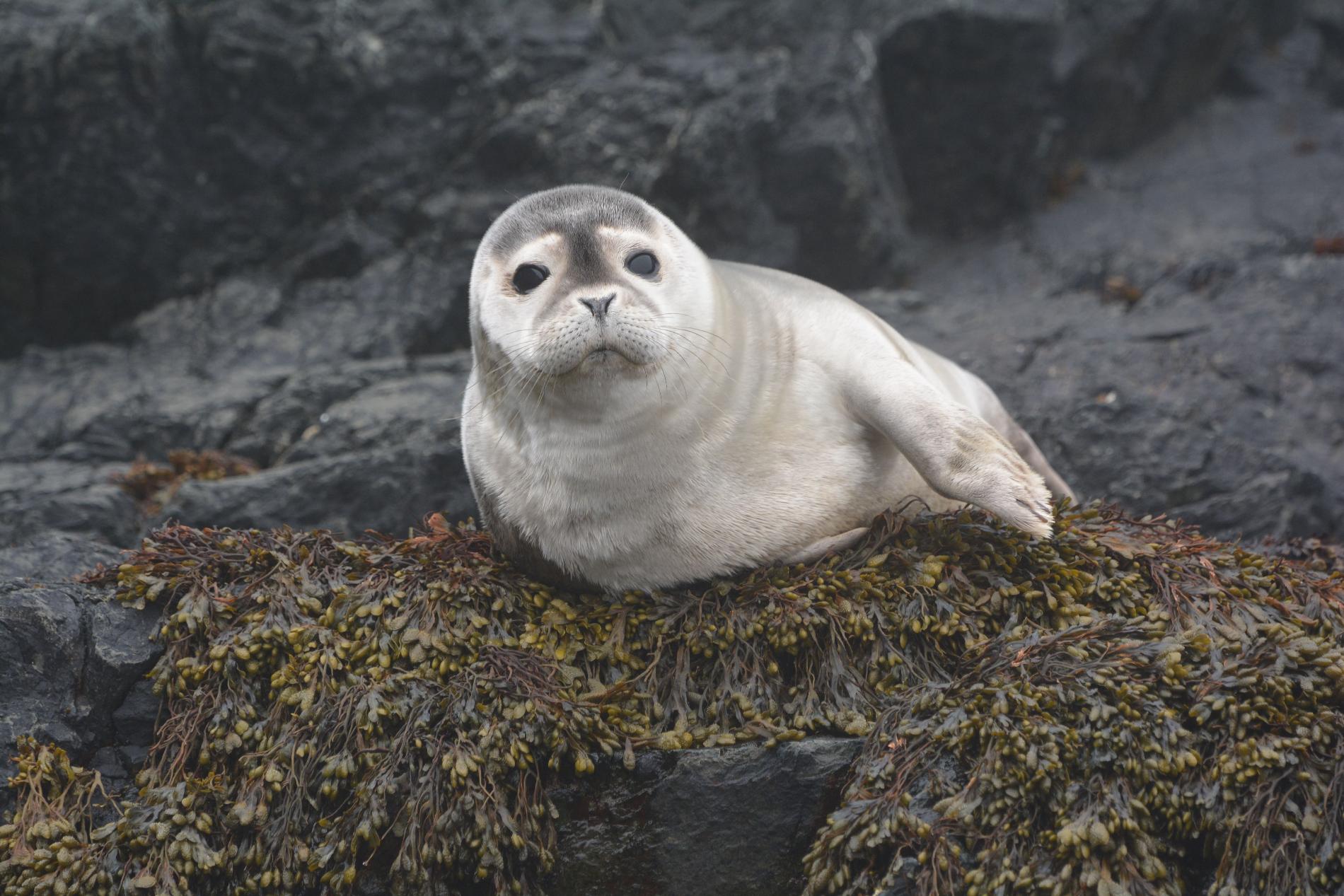 Phoque veau marin (*Phoca vitulina*) © Daniel Koelsch