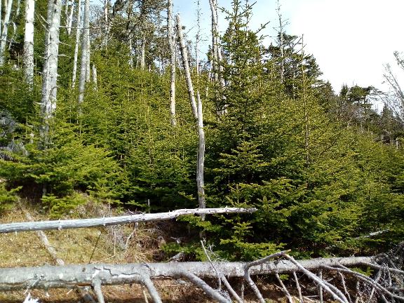 Forêt boréale de Saint-Pierre-et-Miquelon © DTAM 975