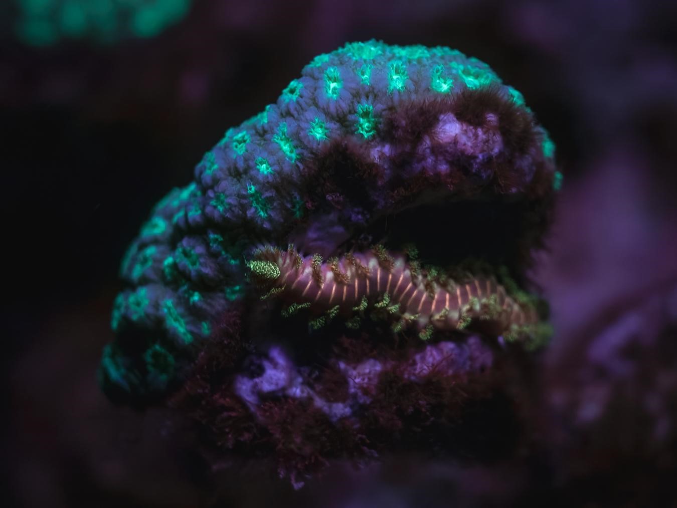 Corail étoilé rougissant (*Stephanocoenia mechelinii*) © Fabien Lefebvre