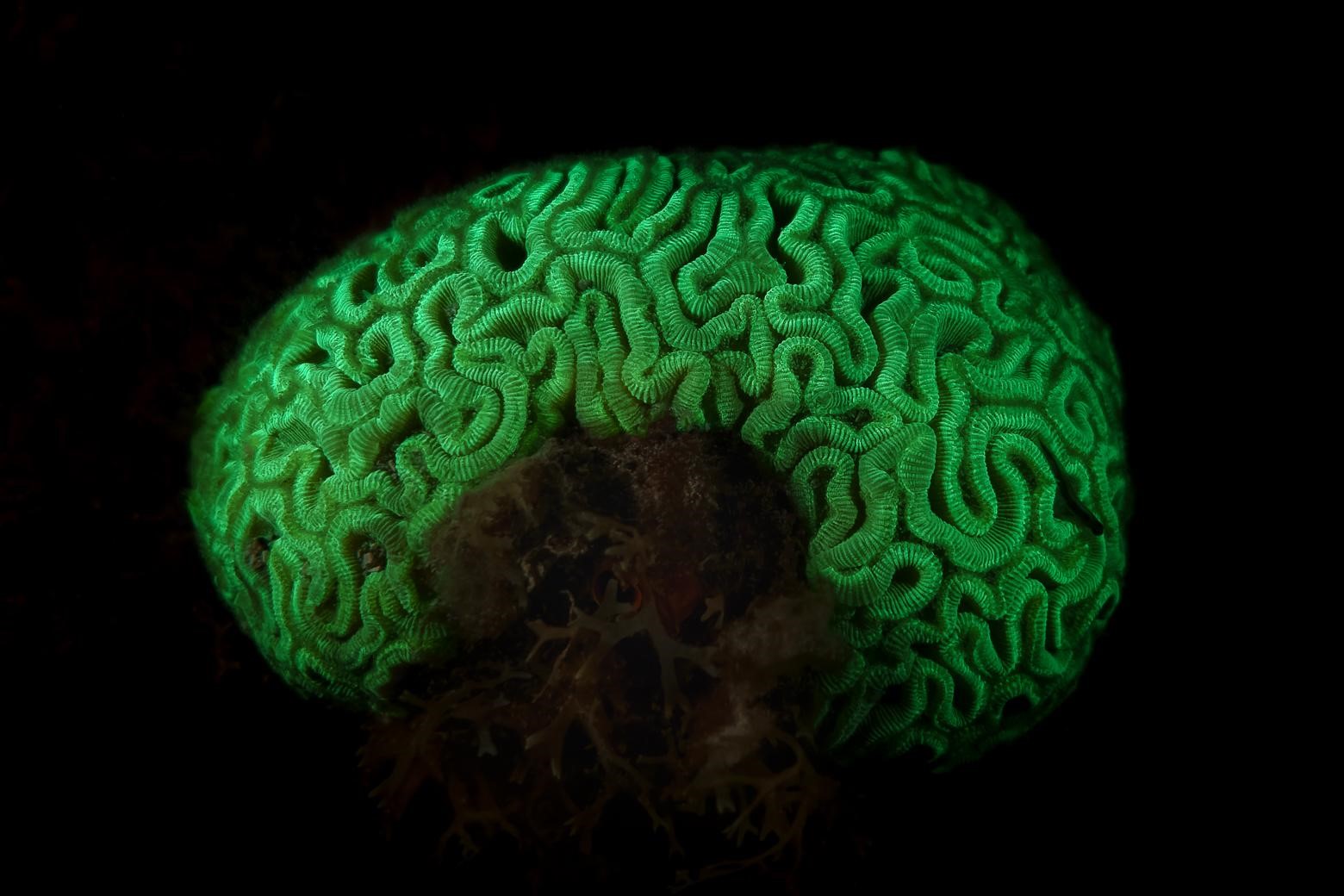 Corail-cerveau symétrique (*Diploria strigosa*) © Fabien Lefebvre