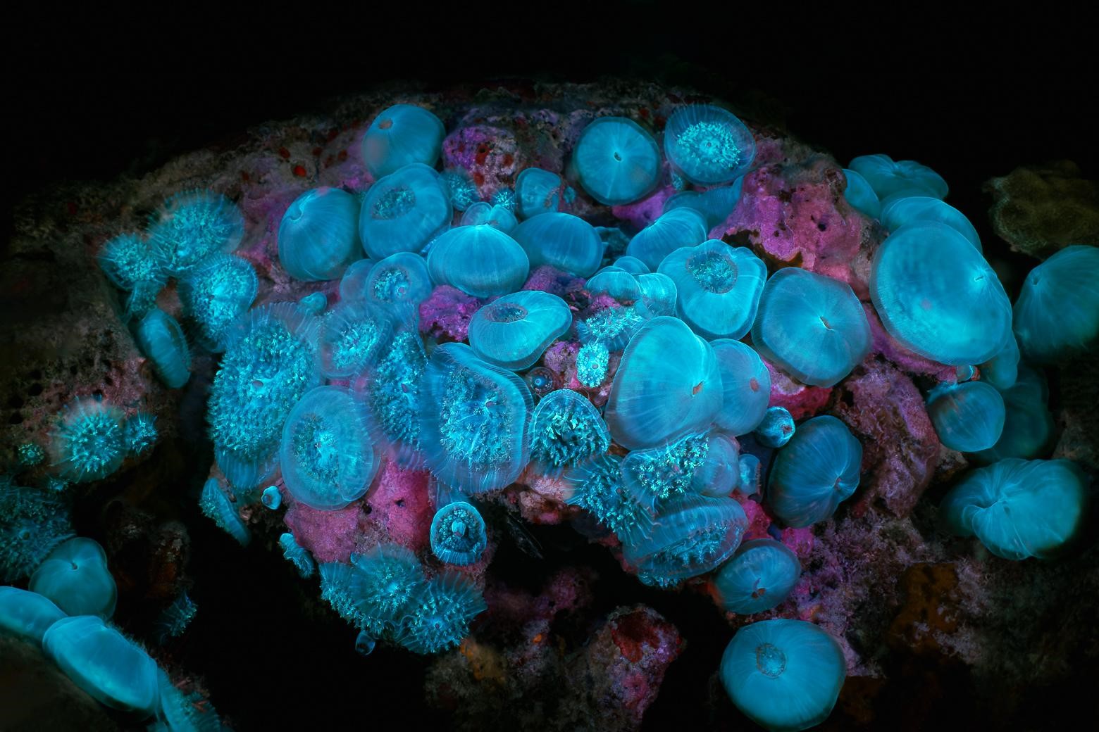 Colonie de Corallimorphaire verruqueux (*Rhodactis osculifera*) © Fabien Lefebvre