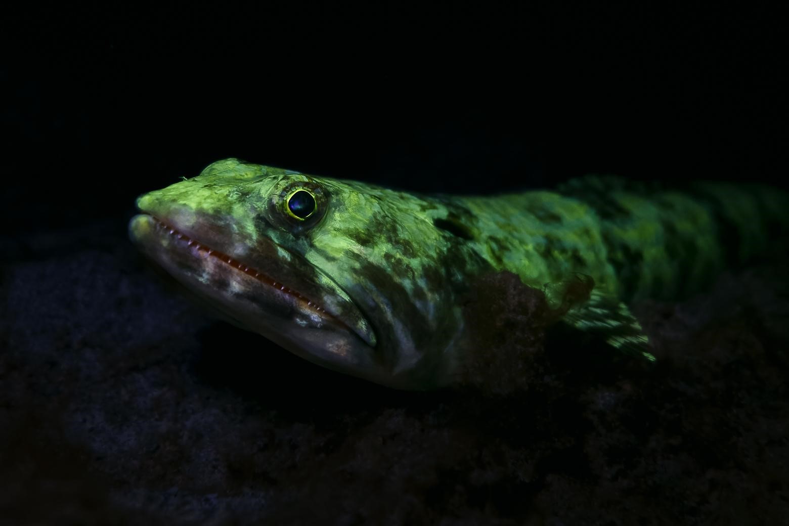 Poisson-lézard rayé jaune (*Synodus intermedius*) © Fabien Lefebvre