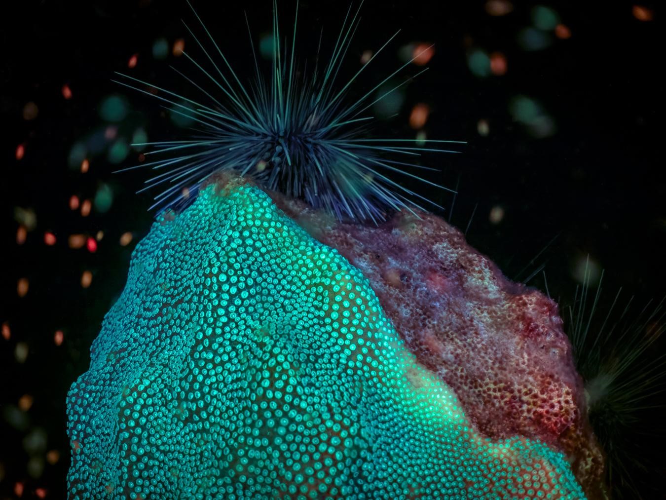 Corail-étoilé massif (*Orbicella annularis*) © Fabien Lefebvre