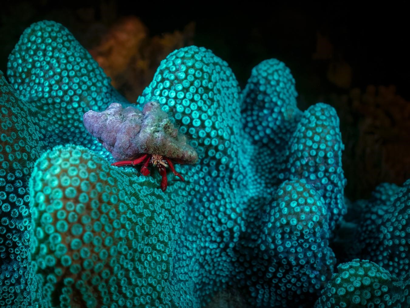 Corail-étoilé massif (*Orbicella annularis*) © Fabien Lefebvre