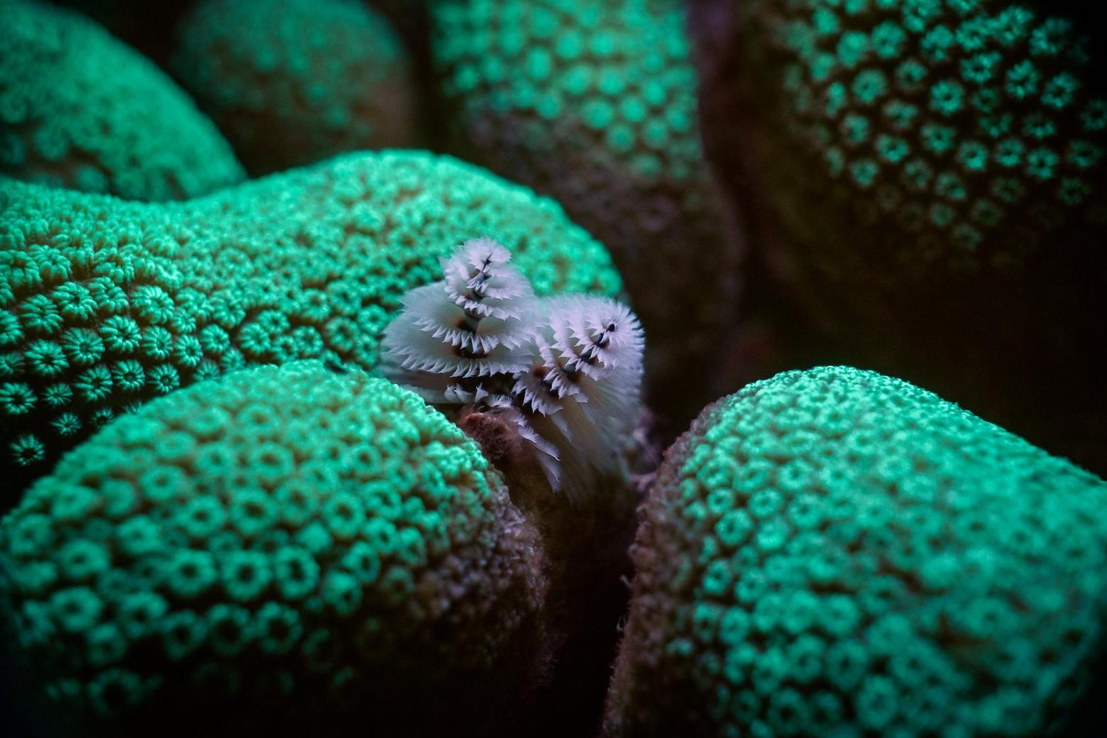 Corail-étoilé massif (*Orbicella annularis*) et Spirobranche-arbre de Noël (*Spirobranchus giganteus*) © Fabien Lefebvre