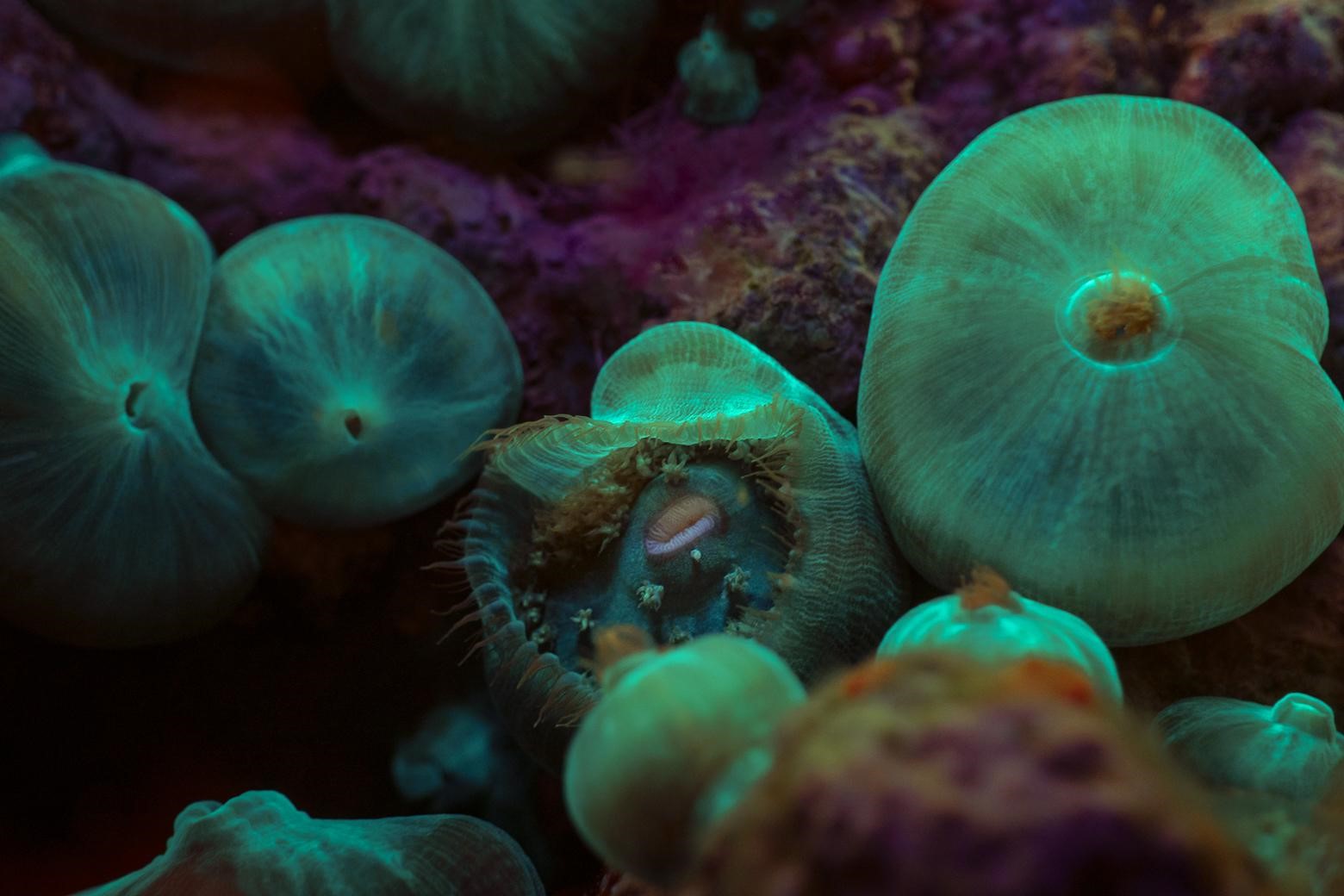 Corallimorphaire verruqueux (*Rhodactis osculifera*) © Fabien Lefebvre