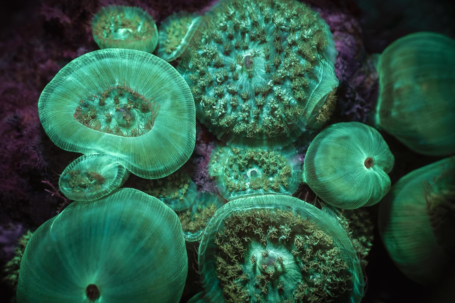 Corallimorphaire Verruqueux (*Rhodactis osculifera*) © Fabien Lefebvre