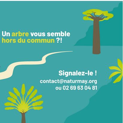 affiche arbres mayotte