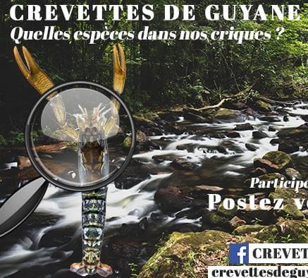 affiche crevettes