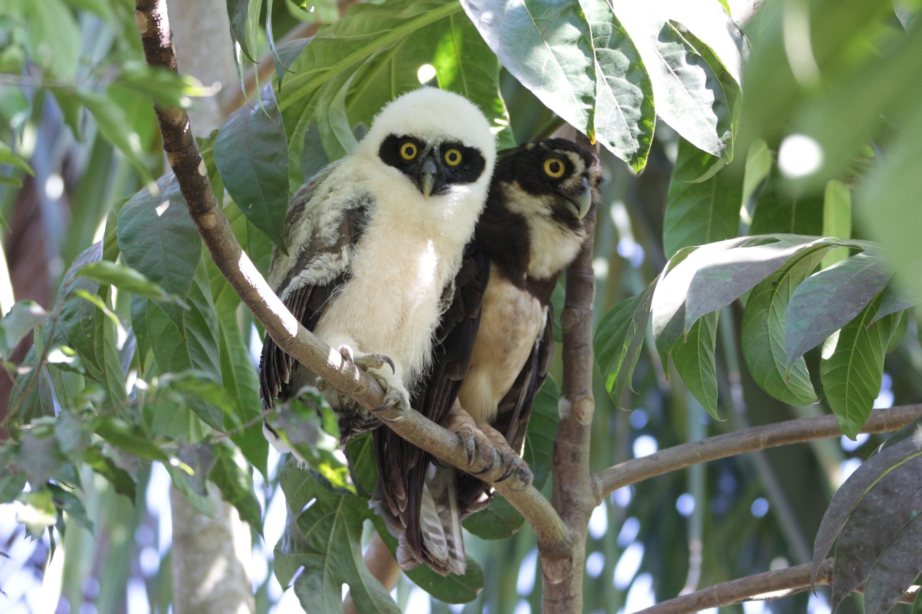 Chouettes à lunette © Raphael Gailhac - OFB