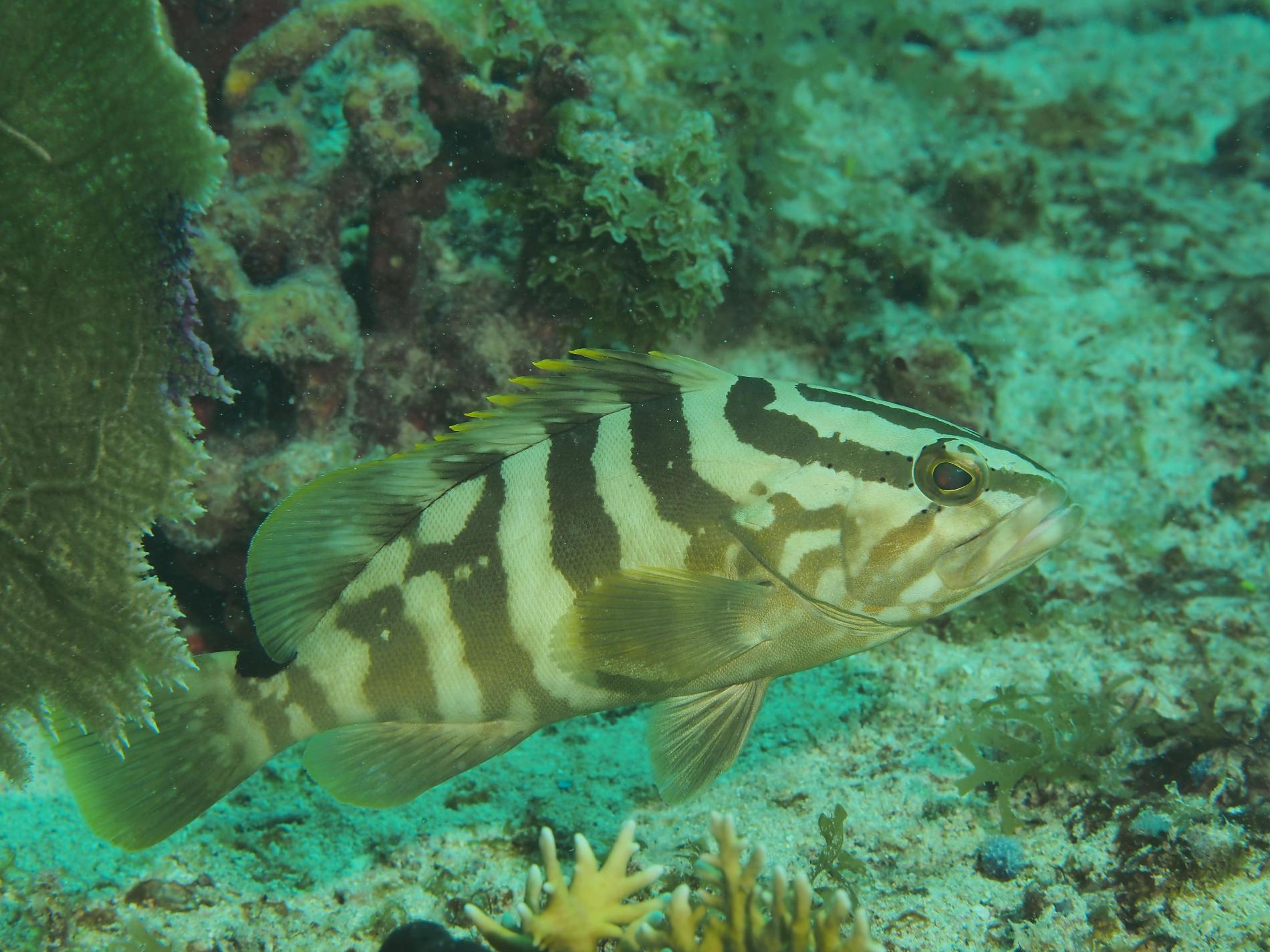 Mérou de Nassau © Julien Chalifour - RNN St Martin