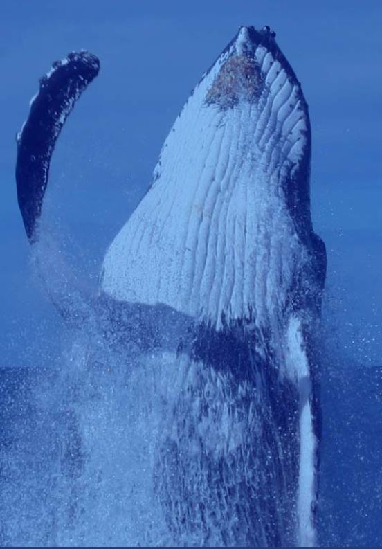 baleine MObi