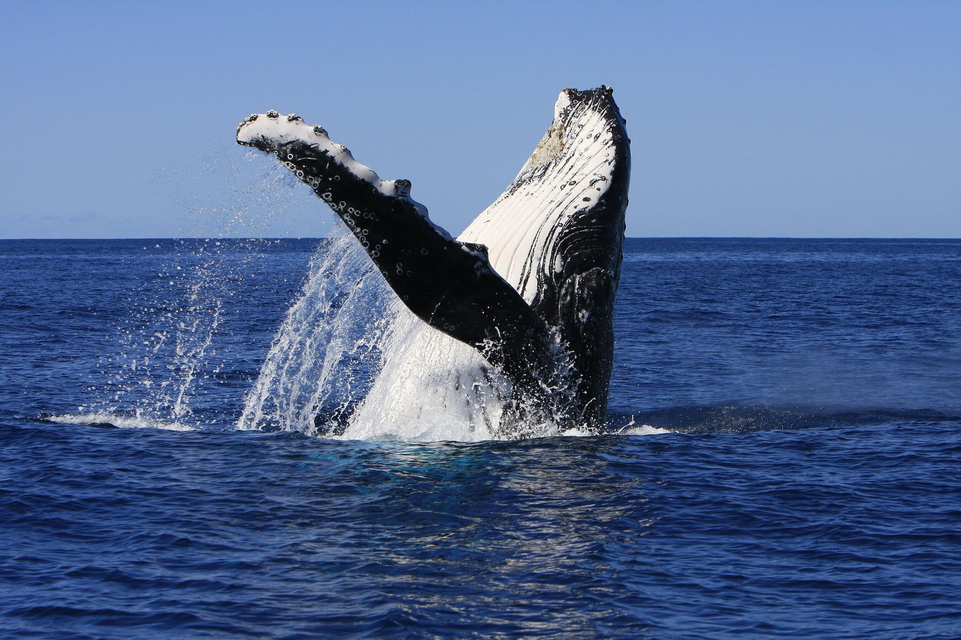 Baleine à bosse © Opération Cétacés