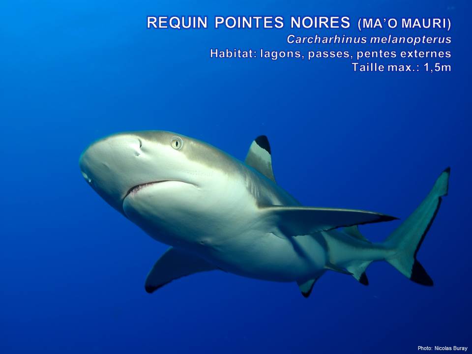 Requin pointe-noire © Observatoire des requins de Polynésie française
