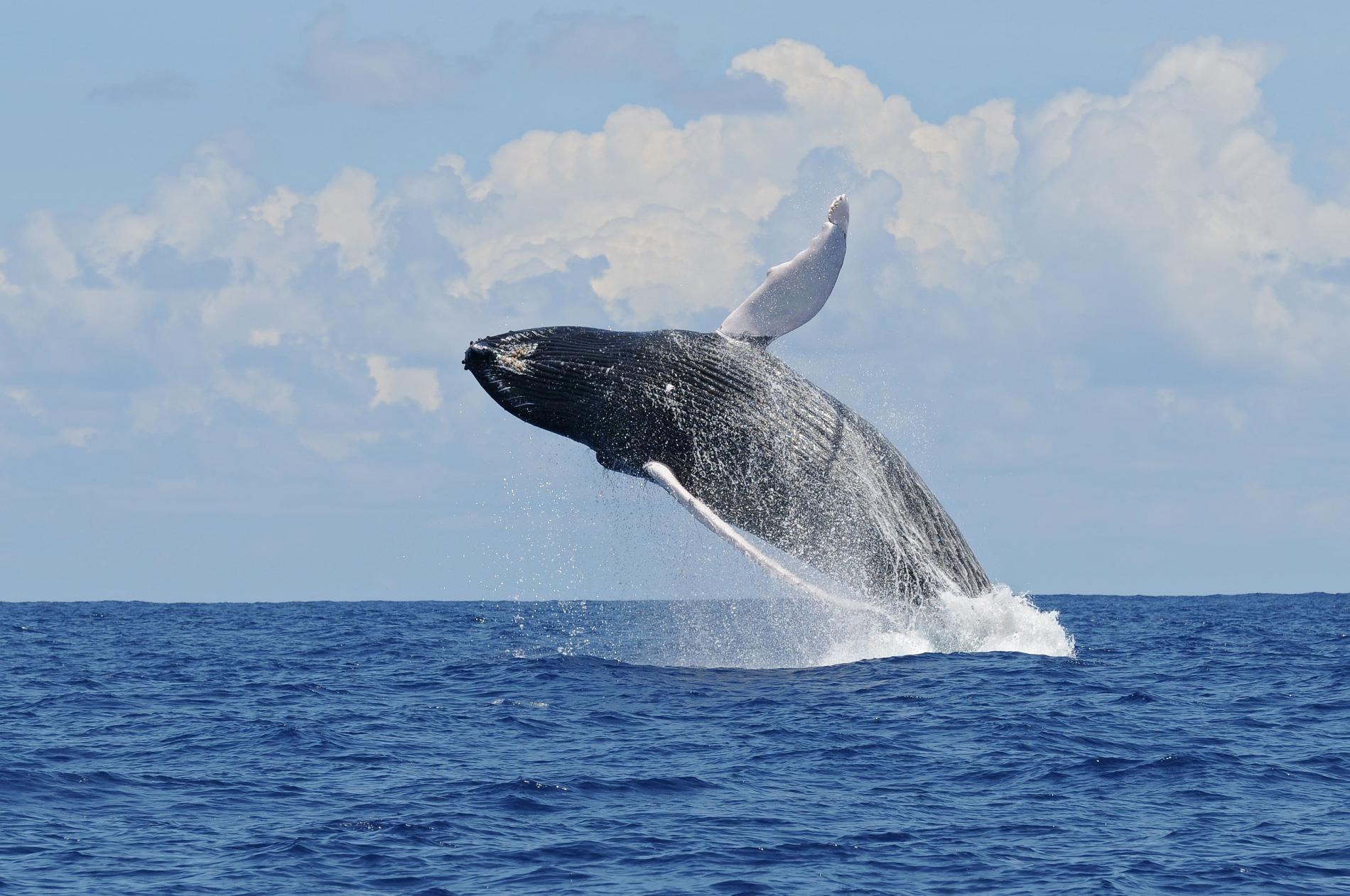 Baleine à bosse © L. Bouveret - OMMAG