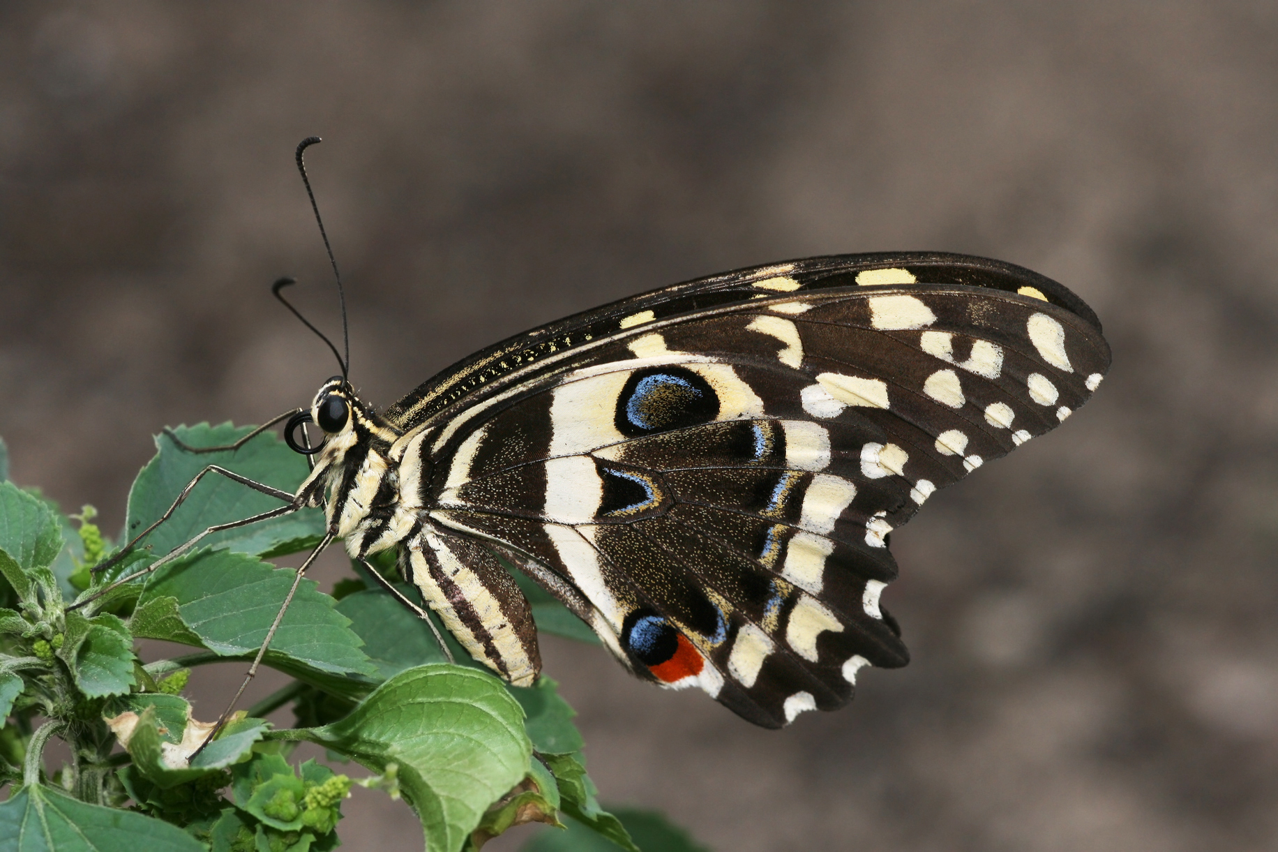 *Papilio demodocus* - Wikimedia commons