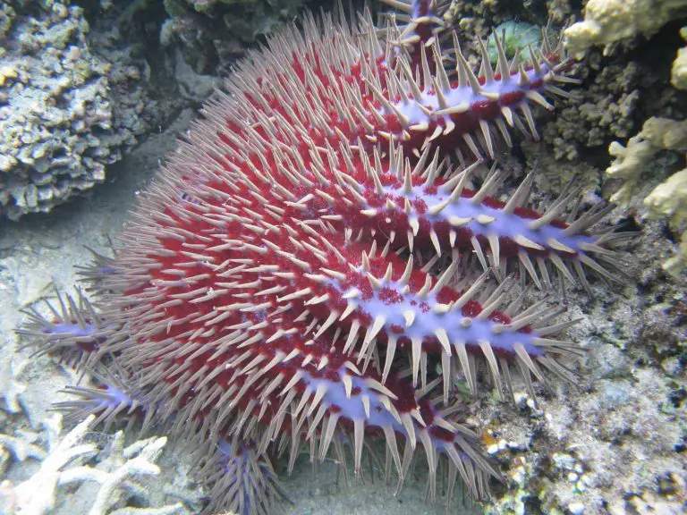 Acanthaster © B. Cauvin