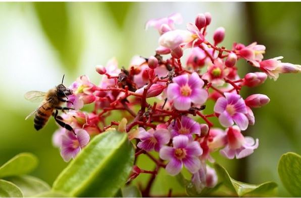abeille-plante La Réunion