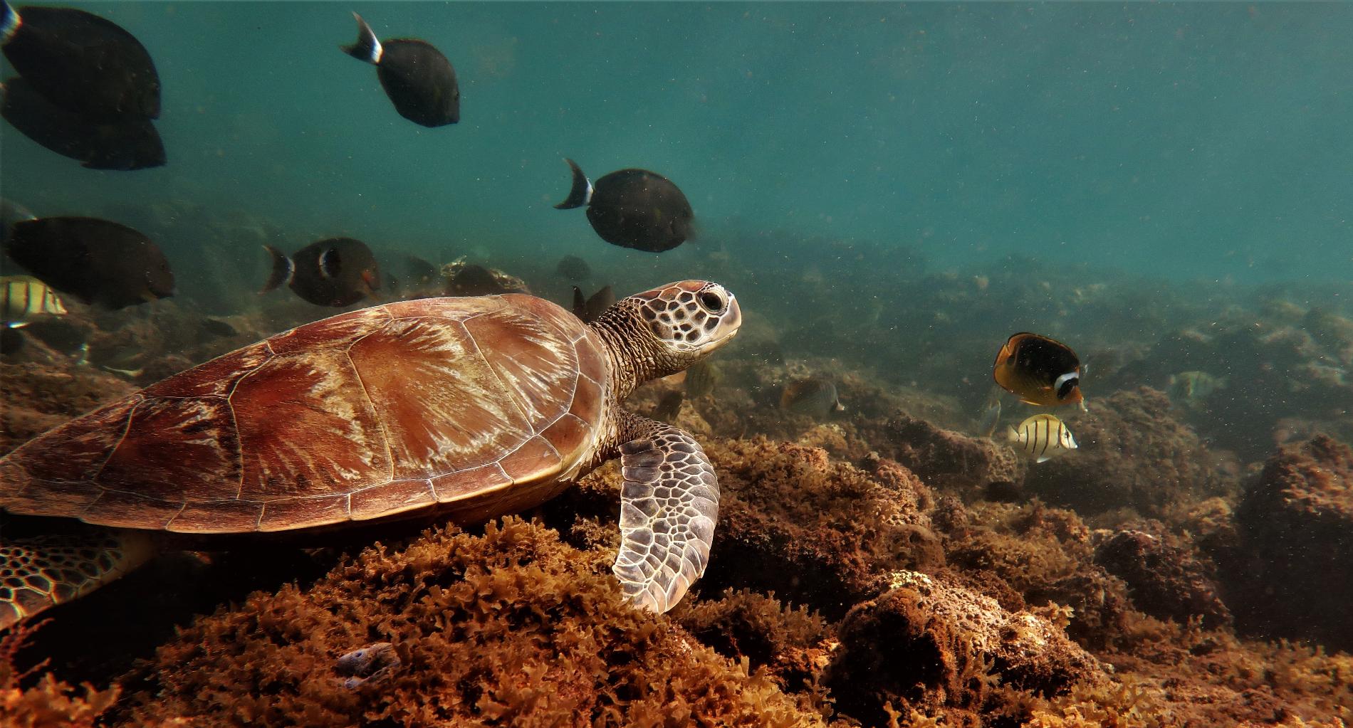 Tortue verte juvénile dans la Vasière des Badamiers à Mayotte © François-Elie Paute, Oulanga Na Nyamba