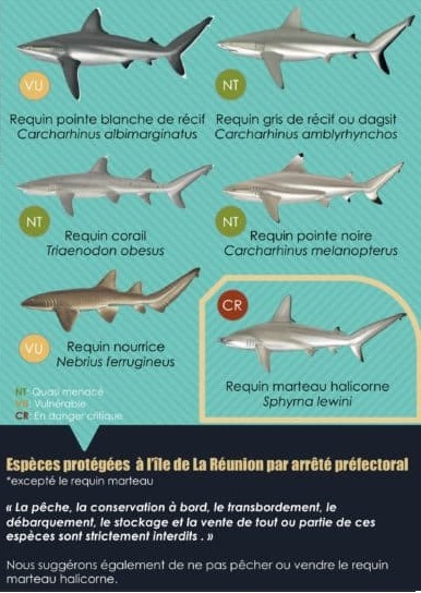 Brochure sensibilisation requins réunion Shark Citizen 
