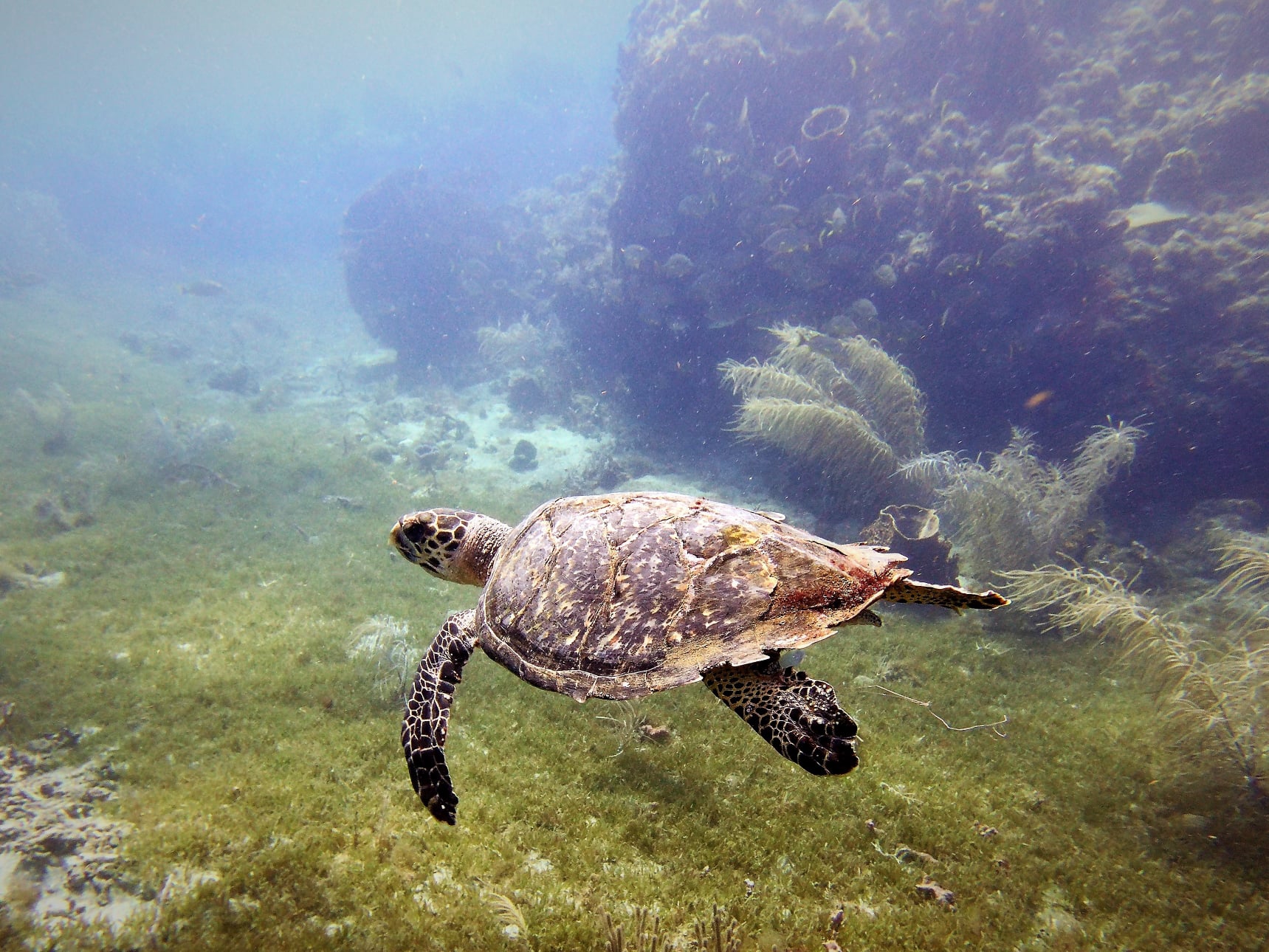 © Réseau tortues marines Guadeloupe