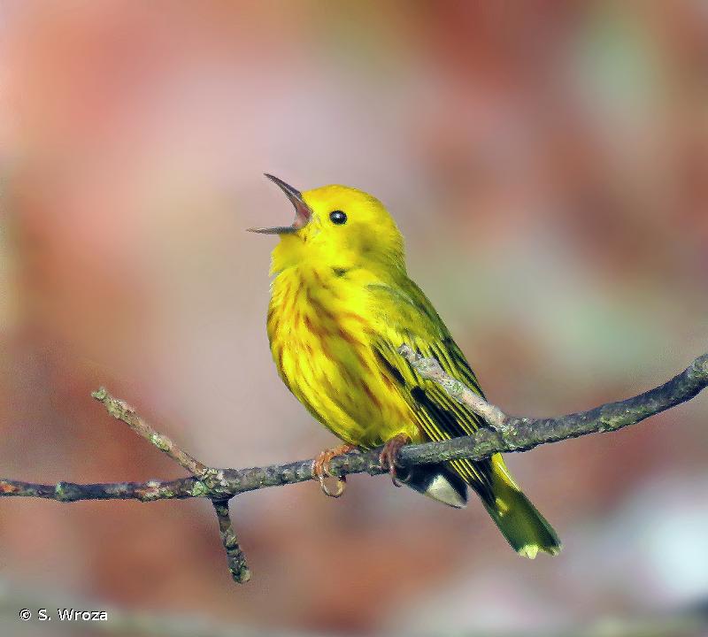 Paruline jaune © S. Wroza