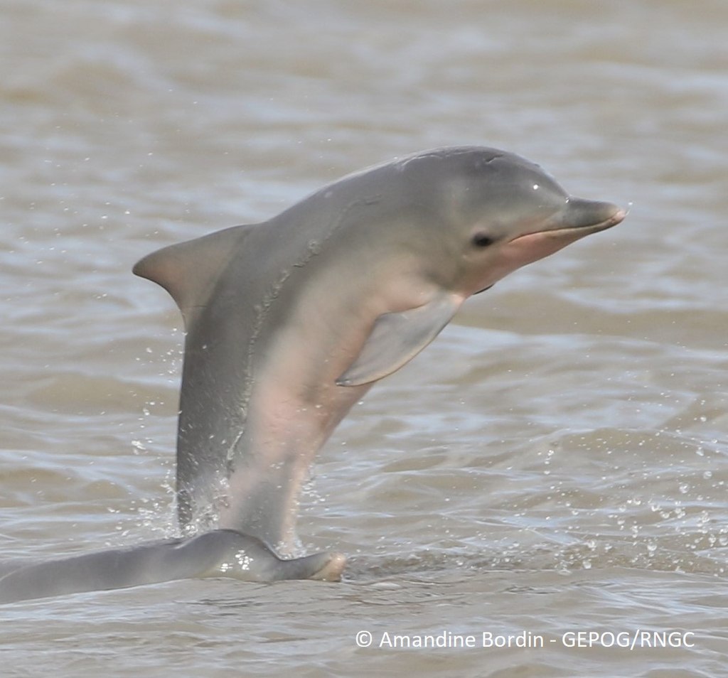 Dauphin de Guyane © Amandine Bordin