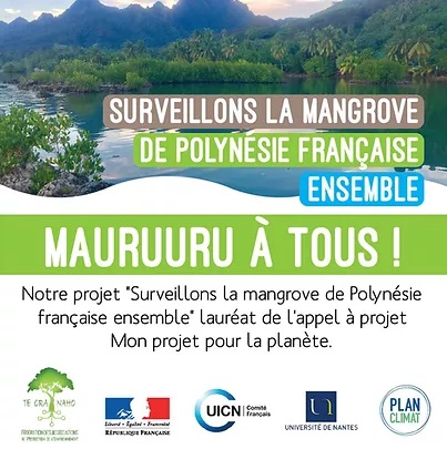 affiche mangrove