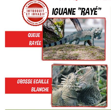 Critères iguane commun