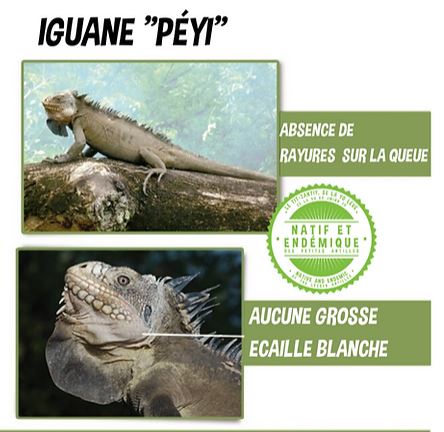 Critères iguane péyi