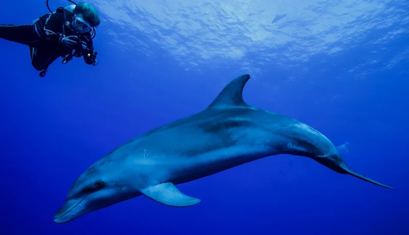 © Dauphins de Rangiroa